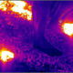 Infrared imagery shows a fire walker’s foot remains cool when the stunt is done correctly. (Image: D. Willey/K. Kjernsmo)